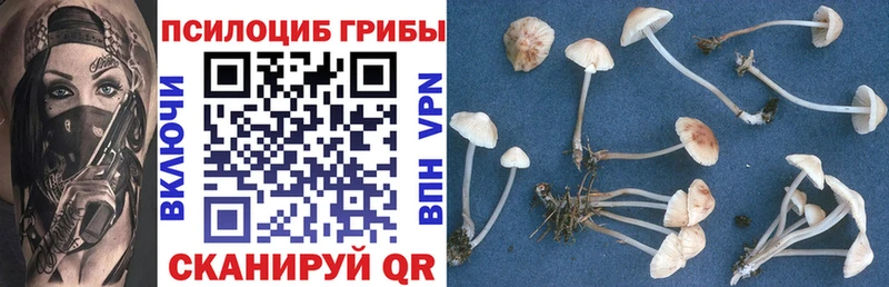 Купить  Губаха  Псилоцибиновые грибы Psilocybe 